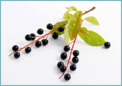 Цветы черемухи польза и вред. Свойства черемухи – польза и вред для организма