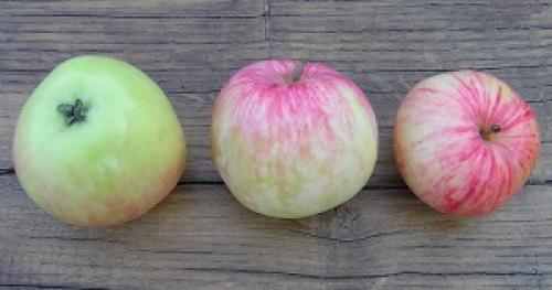 Яблоня летняя ранняя ирина. Различные летние сорта яблонь