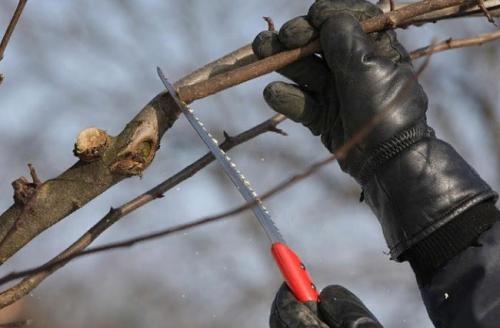 Молодая яблоня засыхает, что делать. Почему сохнут ветки у яблони: что делать