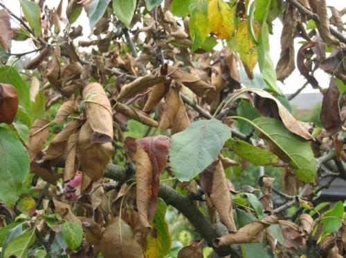 Молодая яблоня засыхает, что делать. Почему сохнут ветки у яблони: что делать