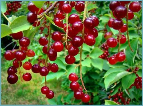 Красная черемуха вред. Свойства черемухи – польза и вред для организма