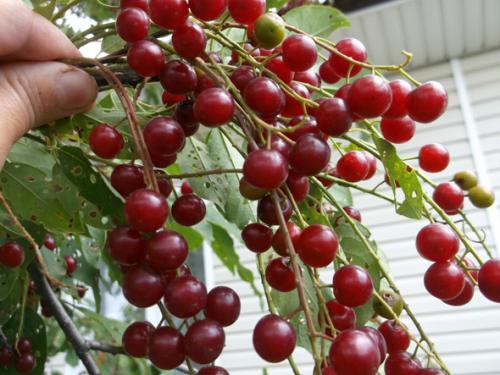 Красная черемуха вред. Свойства черемухи – польза и вред для организма