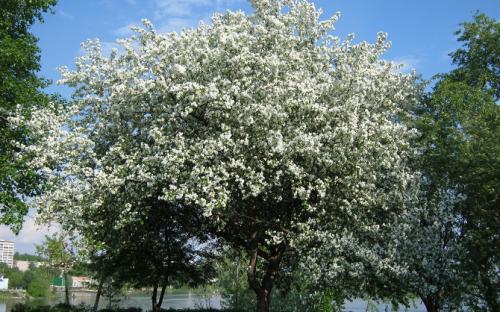 Ягоды черемухи польза и вред. Ягоды черемухи — польза, лечебные свойства, рецепты и применение для здоровья и красоты