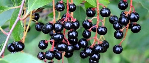 Ягоды черемухи польза и вред. Ягоды черемухи — польза, лечебные свойства, рецепты и применение для здоровья и красоты
