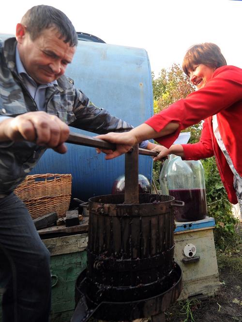 Синильная кислота в винограде Изабелла. Откуда взялся сорт