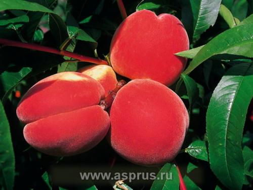 Персик кондор описание сорта. Персик кондор: описание и характеристика сорта, особенности ухода и выращивания, фото