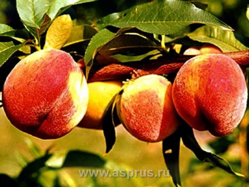 Персик кондор описание сорта. Персик кондор: описание и характеристика сорта, особенности ухода и выращивания, фото