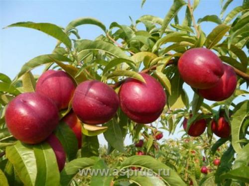 Персик кондор описание сорта. Персик кондор: описание и характеристика сорта, особенности ухода и выращивания, фото