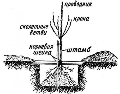 Персик кондор описание сорта. Персик кондор: описание и характеристика сорта, особенности ухода и выращивания, фото 12 Персик кондор описание сорта. Персик кондор: описание и характеристика сорта, особенности ухода и выращивания, фото 12