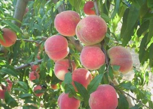 Персик кондор описание сорта. Персик кондор: описание и характеристика сорта, особенности ухода и выращивания, фото 09 Персик кондор описание сорта. Персик кондор: описание и характеристика сорта, особенности ухода и выращивания, фото 09