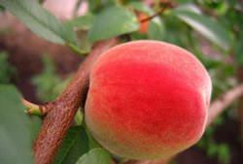 Персик кондор описание сорта. Персик кондор: описание и характеристика сорта, особенности ухода и выращивания, фото 06