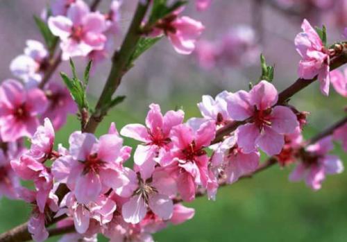 Персик кондор описание сорта. Персик кондор: описание и характеристика сорта, особенности ухода и выращивания, фото 11 Персик кондор описание сорта. Персик кондор: описание и характеристика сорта, особенности ухода и выращивания, фото 11