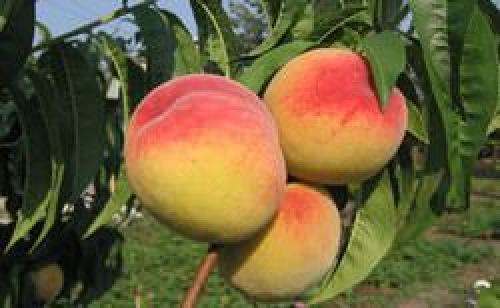 Персик кондор описание сорта. Персик кондор: описание и характеристика сорта, особенности ухода и выращивания, фото 10