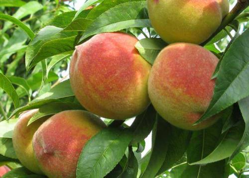 Персик кондор описание сорта. Персик кондор: описание и характеристика сорта, особенности ухода и выращивания, фото 13 Персик кондор описание сорта. Персик кондор: описание и характеристика сорта, особенности ухода и выращивания, фото 13