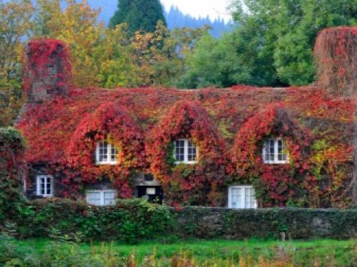 Как подготовить к зиме девичий виноград. Основные правила 05 Как подготовить к зиме девичий виноград. Основные правила 05