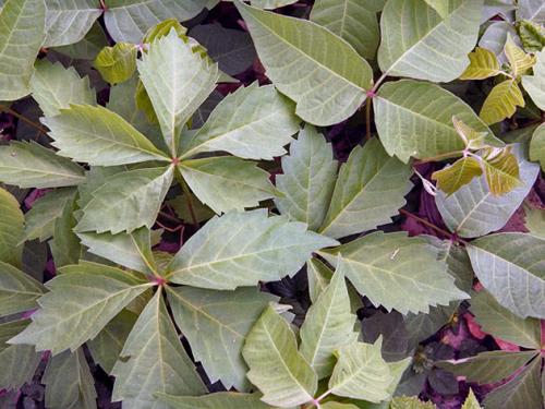 Девичий виноград, как обрезать. Пересадка