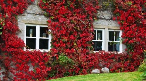 Девичий виноград, как быстро растет. Все о девичьем винограде