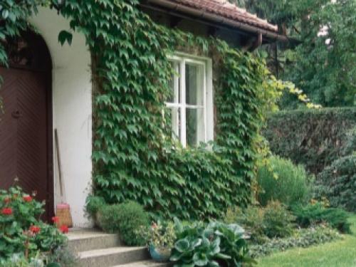 Как подготовить к зиме девичий виноград. Основные правила 06 Как подготовить к зиме девичий виноград. Основные правила 06