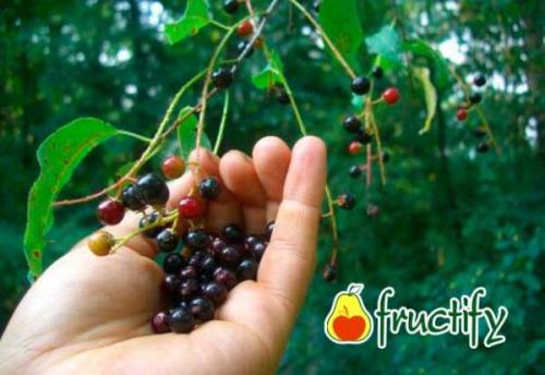 Плоды черемухи химический состав. Особенности роста черемухи