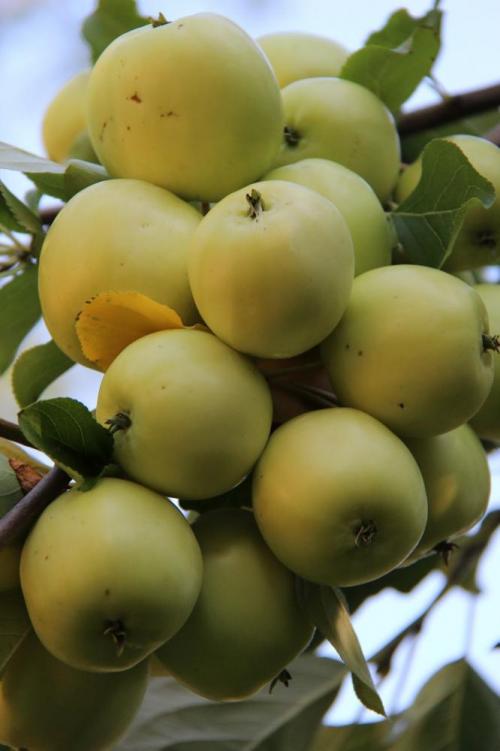 Прозрачные яблоки сорт. Яблоки с прозрачной мякотью сорт