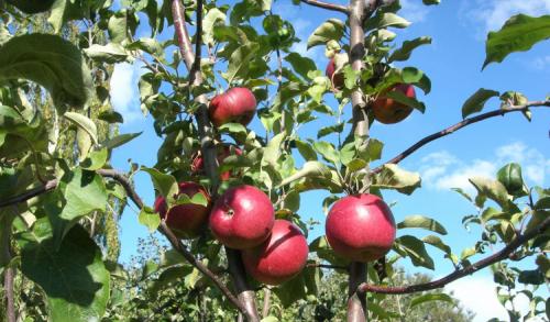 Зимние яблоки сорта. Всё про зимние сорта яблок