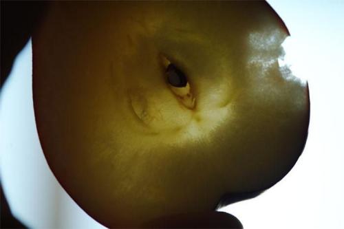 Прозрачные яблоки сорт. Яблоки с прозрачной мякотью сорт