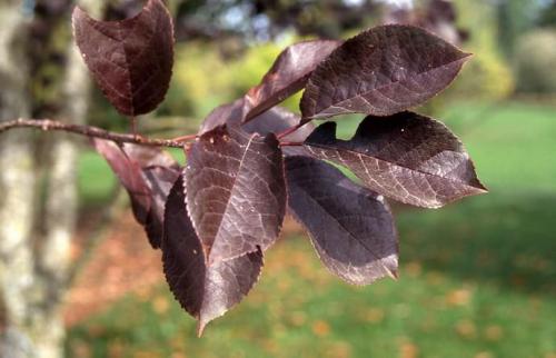 ᐉ Как называется красная черемуха. Описание виргинской черемухи 09