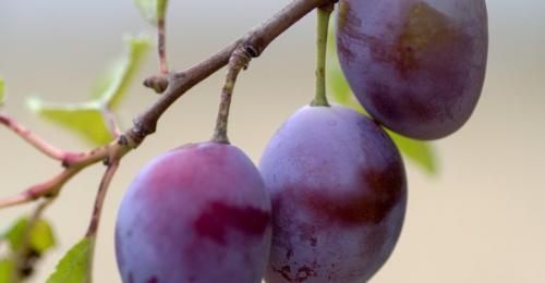 Как сушить сливы в микроволновке. Как сушить сливы в домашних условиях?