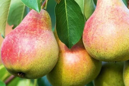 Самые ранние сорта груш. 40 сортов груш по регионам c описанием и фото