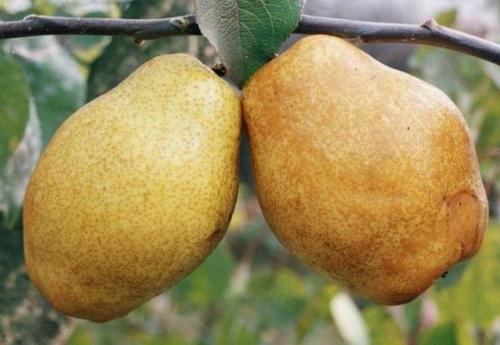 Ранние сорта груши для средней полосы. Летние сорта груши