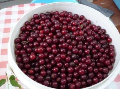 Красная черемуха на зиму. Варенье из черемухи через мясорубку