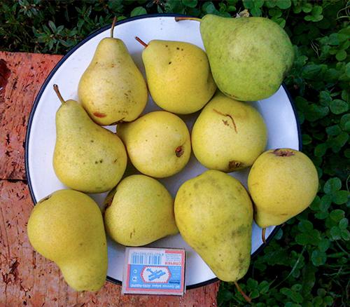 Сорт груши летняя Чижовская. Сорт груши Чижовская