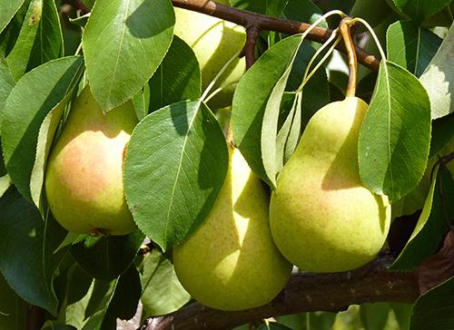 Сорт груши летняя Чижовская. Сорт груши Чижовская