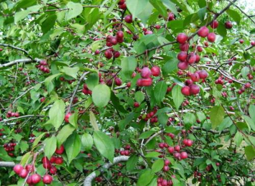 Райские яблочки сорт яблок. Дополнительные характеристики