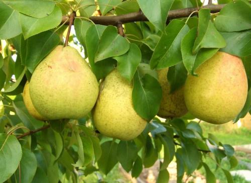 Сорт груши летняя ранняя очень вкусная. 40 сортов груш по регионам c описанием и фото