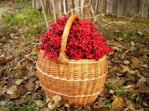 Когда собирают клюкву. Сроки сбора клюквы по регионам России в 2021 году