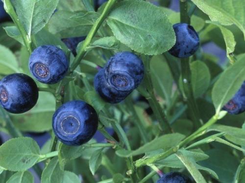 Черника когда собирать. Лесная ягода черника