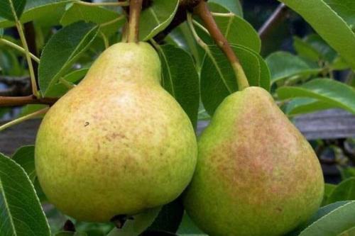 Груша любимица мичурина. Любимица Яковлева