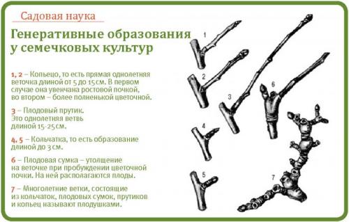 Спуровые сорта яблонь. Волгоградцам рассказали о спуровых сортах деревьев 02