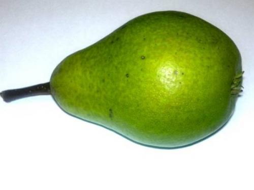 Груша любимица мичурина. Любимица Яковлева 06 Груша любимица мичурина. Любимица Яковлева 06