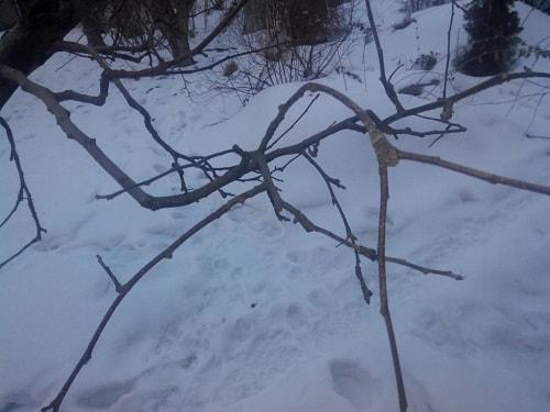 Спуровые сорта яблонь. Волгоградцам рассказали о спуровых сортах деревьев 03