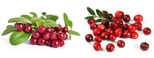 Где растет клюква и брусника. Клюква и брусника: в чем отличия