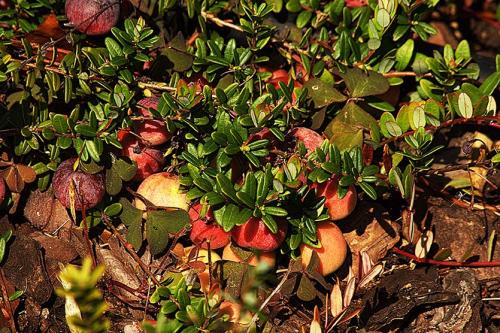 Клюква садовая. Как посадить клюкву у себя в саду