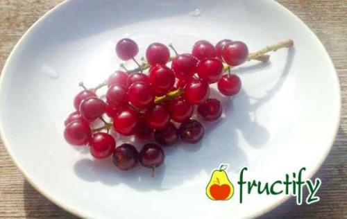 Польза и вред красной черемухи для здоровья человека. Витаминно-минеральный состав ягод