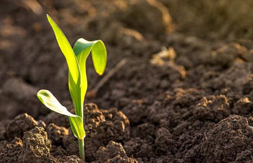 Раскислитель почвы. Как раскислить почву на огороде