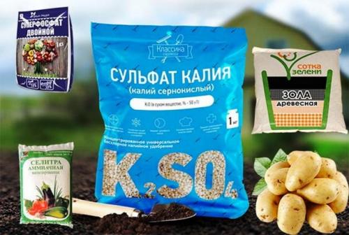 Как Ухаживать за Картофелем на Каждом Этапе Взращивания. Правильный уход за картофелем, чтобы получить хороший урожай