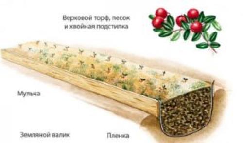 Как посадить клюкву в домашних условиях. Выращивание клюквы в домашних условиях