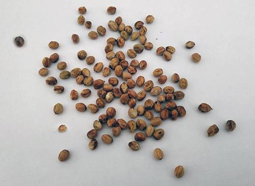 Как высадить семена боярышника в открытый грунт. Как высаживать