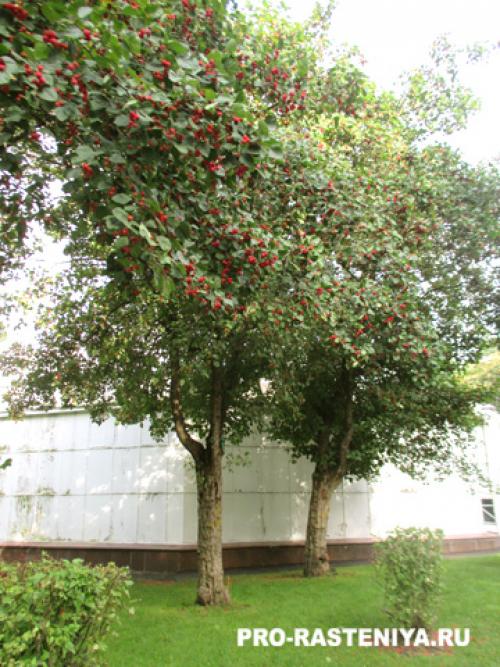 Заголовок 1: Воспитывание красавца: как вырастить боярышник из семян 09 Заголовок 1: Воспитывание красавца: как вырастить боярышник из семян 09