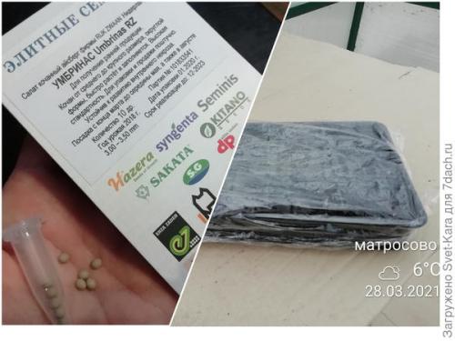 Какие сорта салата айсберг лучше выращивать из семян. Салат Айсберг. Мой первый удачный опыт и первый восторг